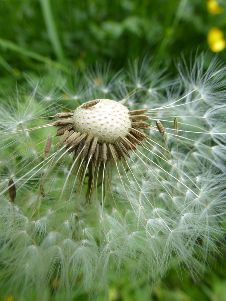 Pusteblume