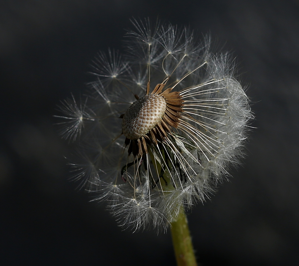 Pusteblume