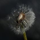 Pusteblume