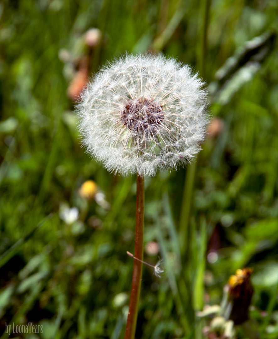 Pusteblume