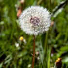 Pusteblume