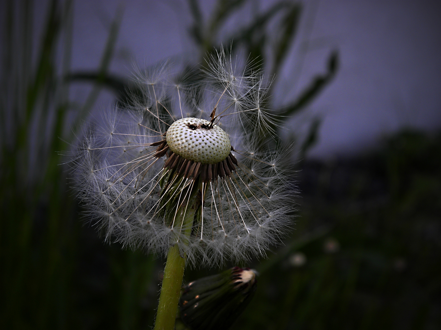 Pusteblume