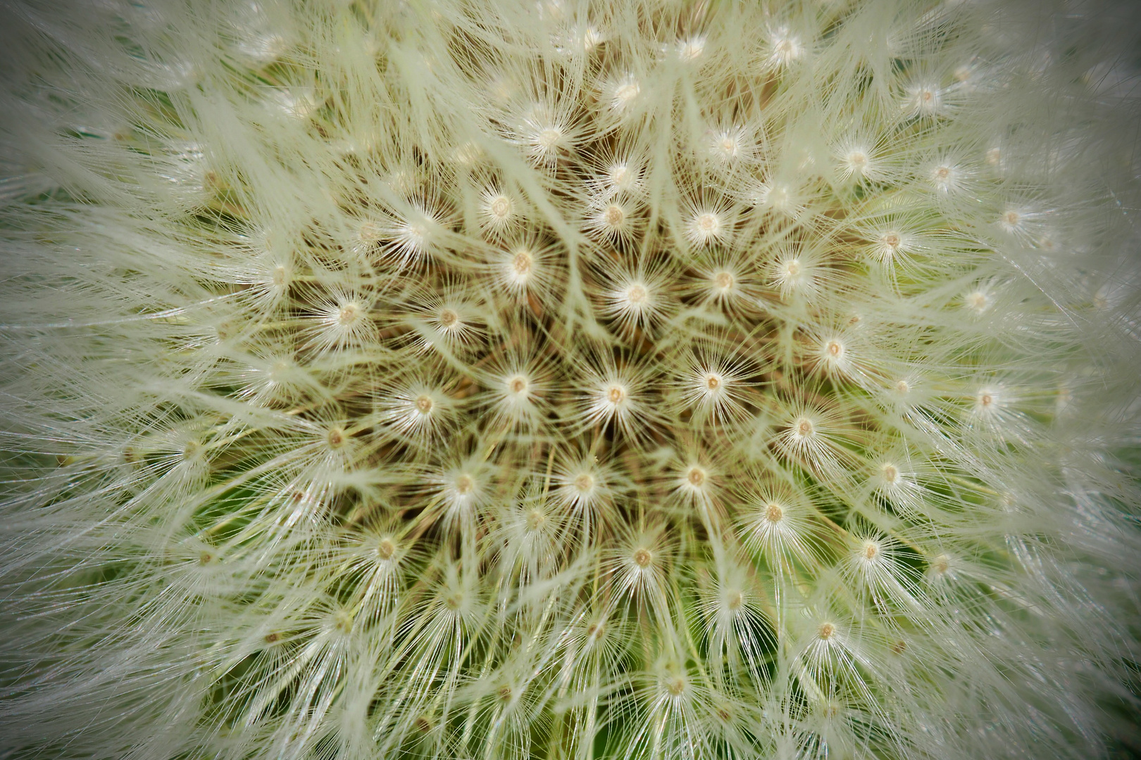 Pusteblume