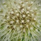 Pusteblume