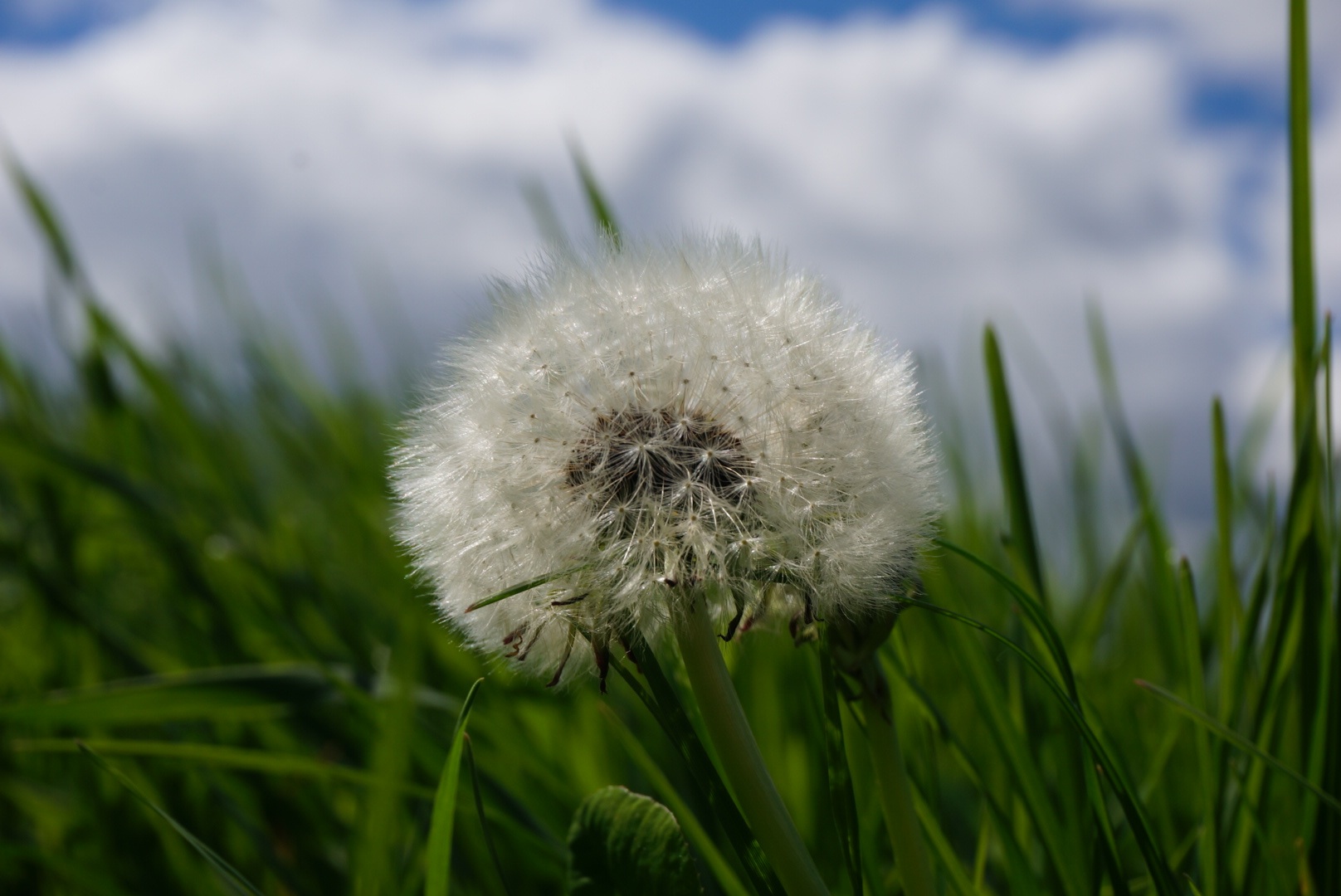 Pusteblume