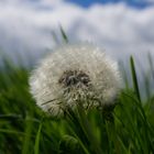 Pusteblume