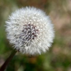 Pusteblume