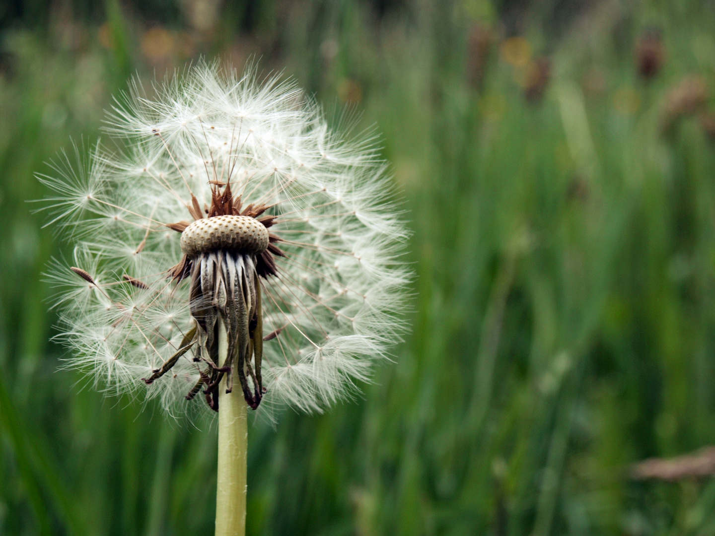 Pusteblume