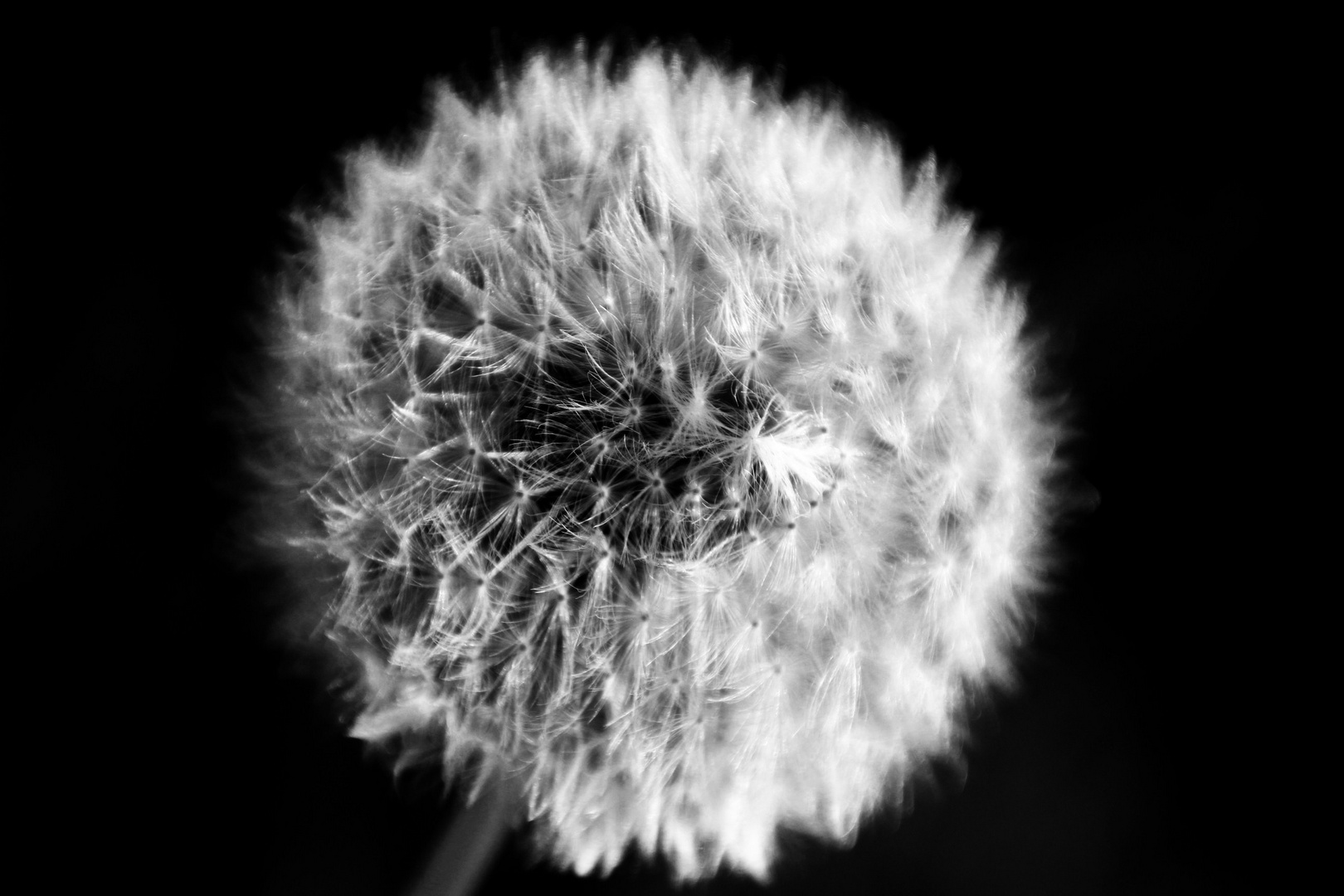 Pusteblume