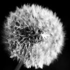 Pusteblume