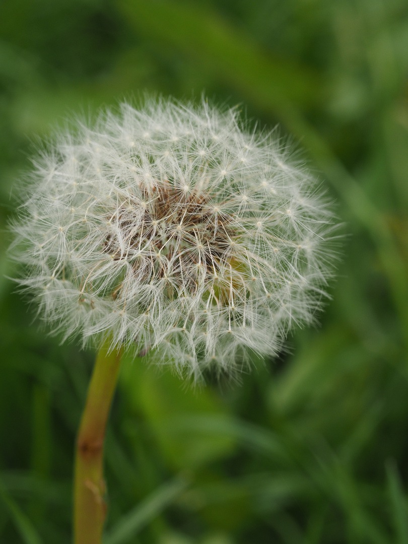 Pusteblume