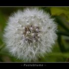 Pusteblume