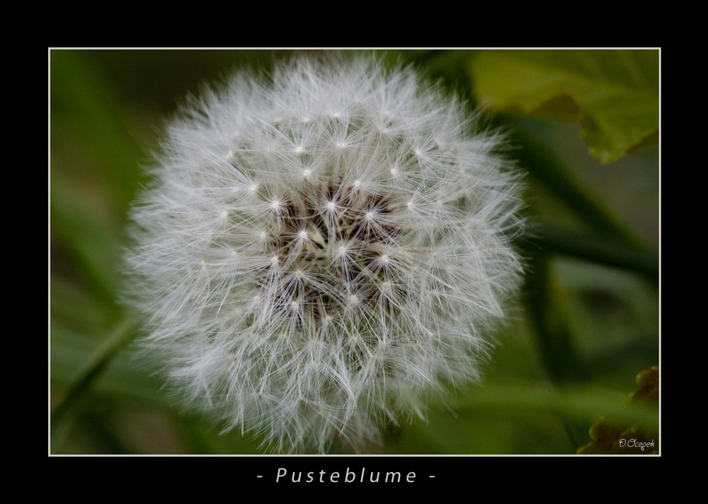 Pusteblume