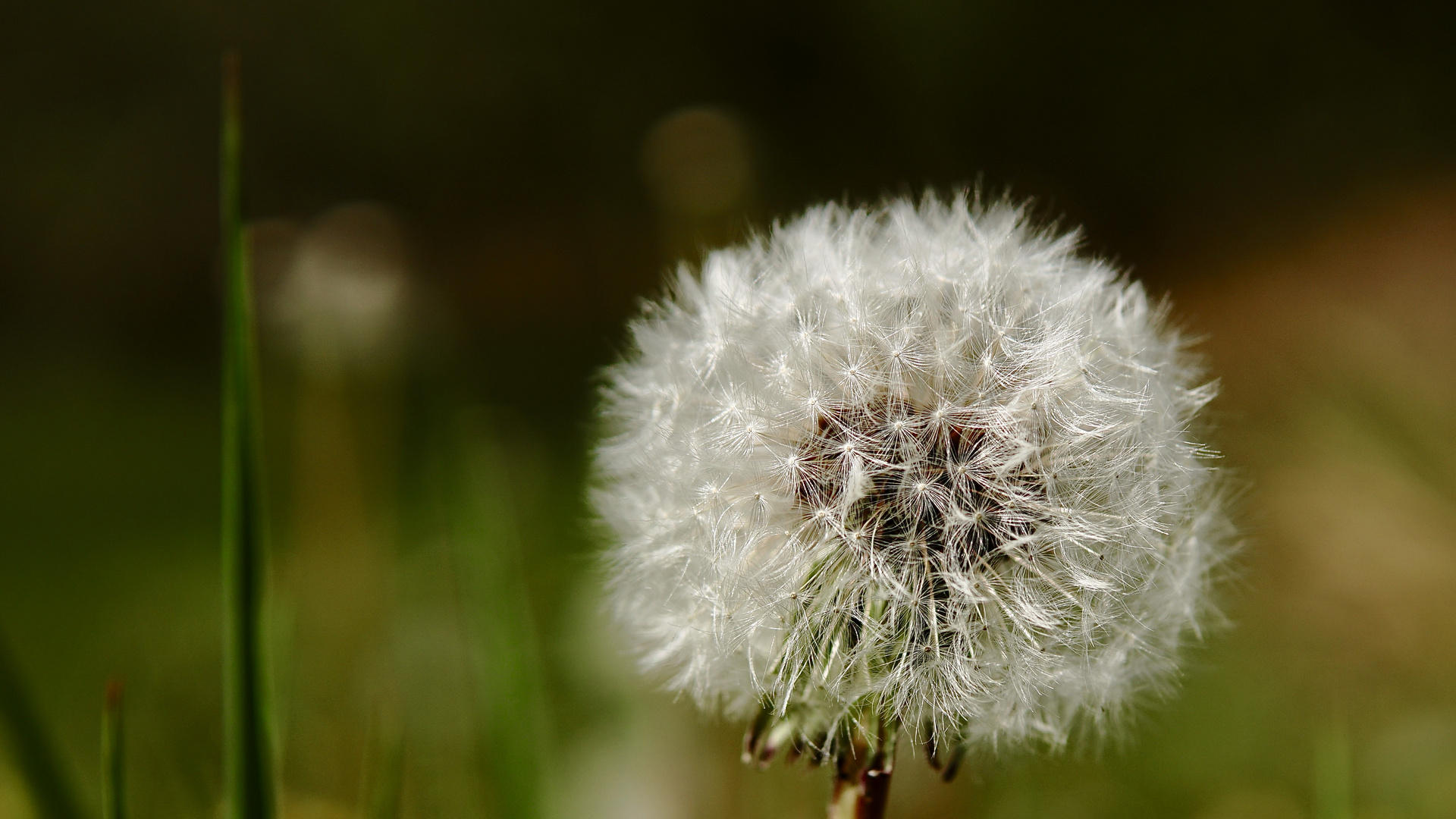 Pusteblume