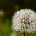 Pusteblume