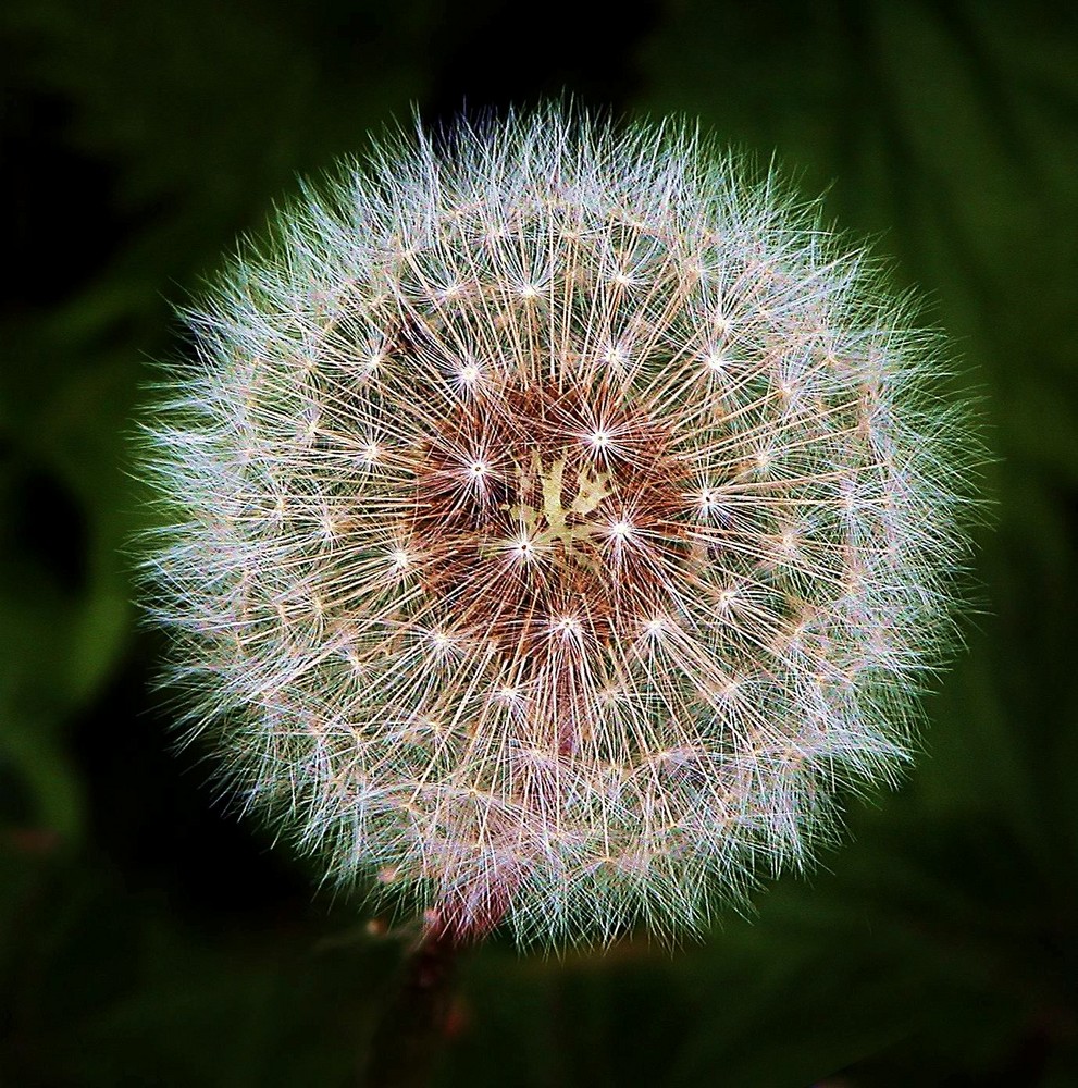 Pusteblume