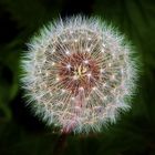 Pusteblume