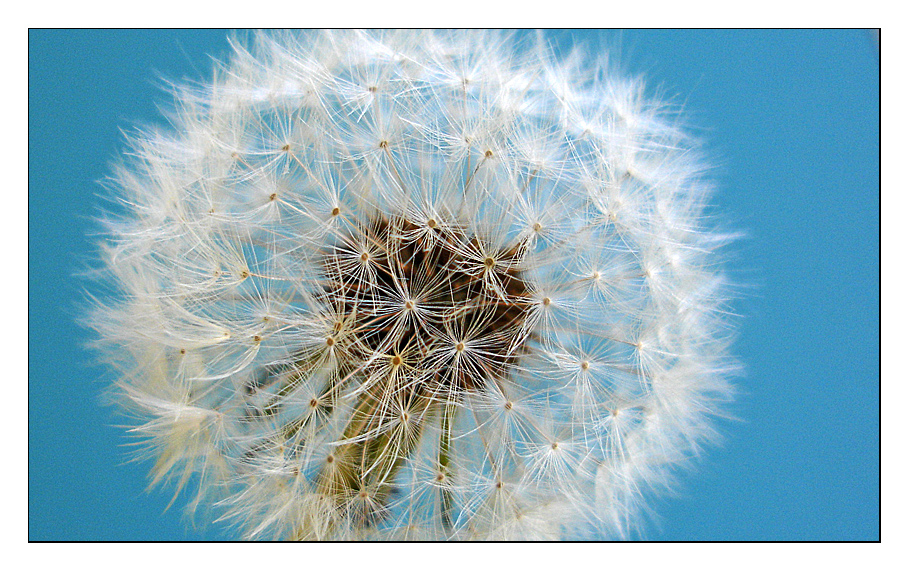 Pusteblume