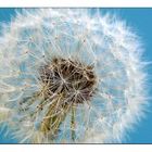 Pusteblume