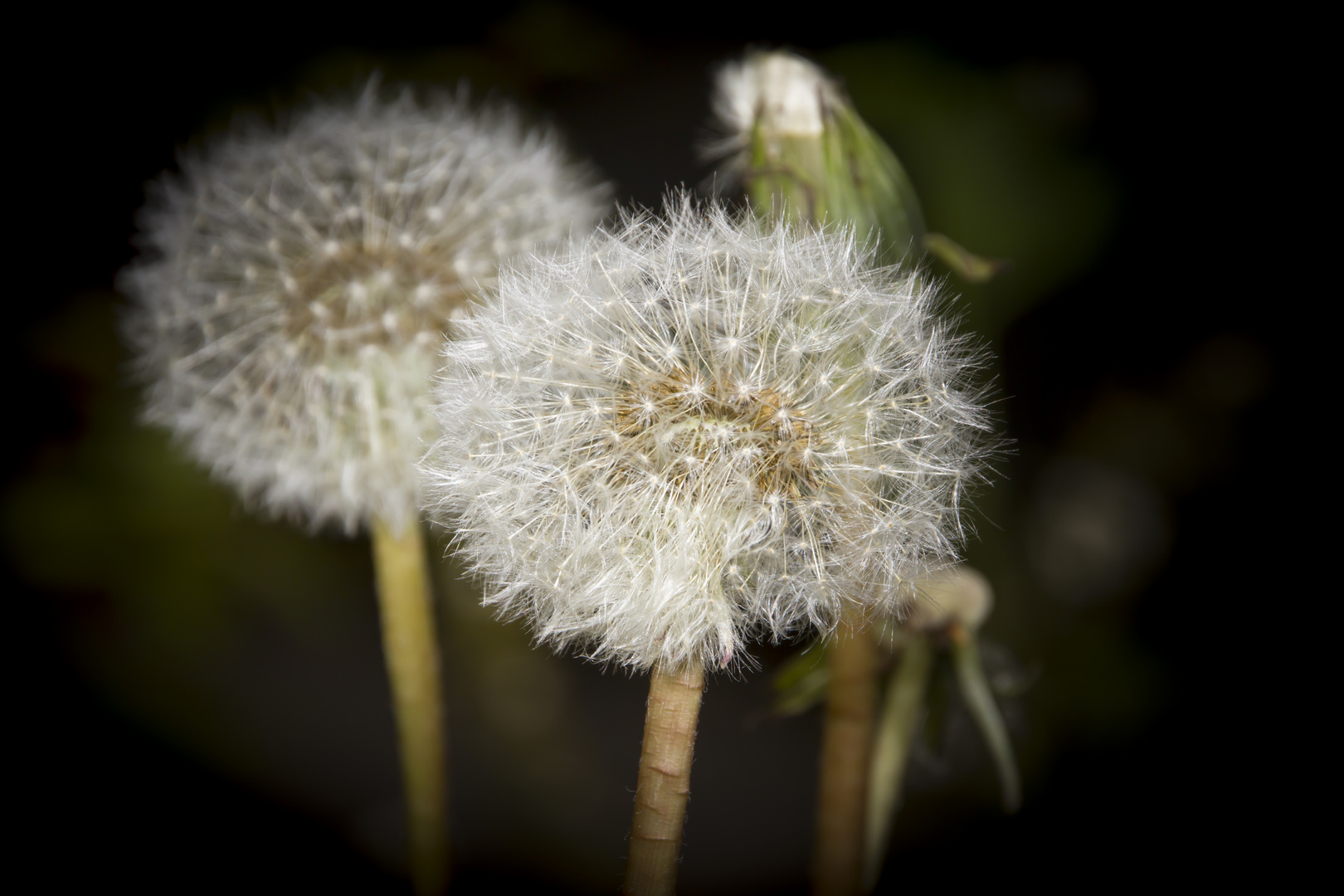 Pusteblume