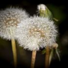 Pusteblume