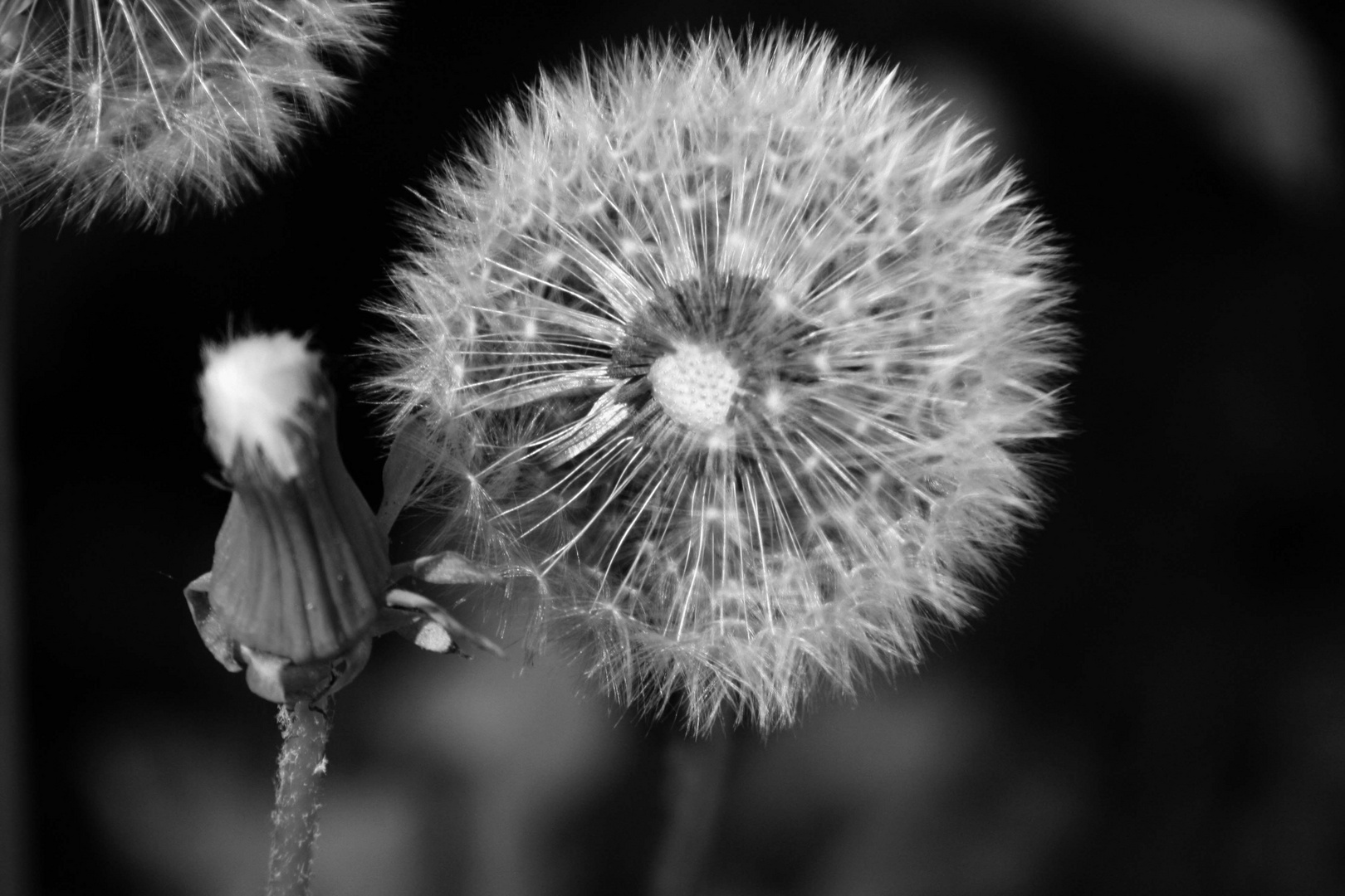 pusteblume