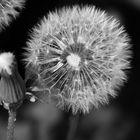 pusteblume