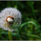 Pusteblume