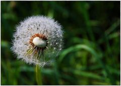 Pusteblume