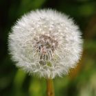 Pusteblume