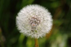 Pusteblume