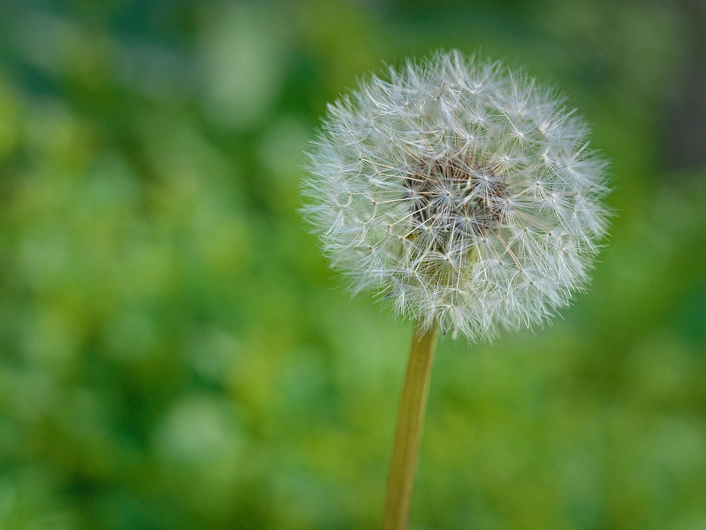 Pusteblume