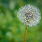 Pusteblume