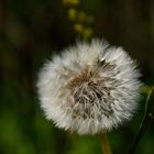 Pusteblume