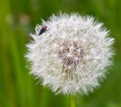 Pusteblume