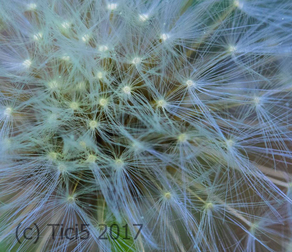 Pusteblume