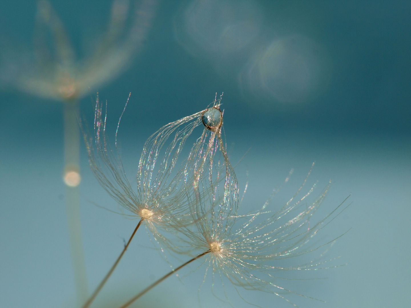 Pusteblume