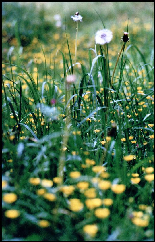 Pusteblume