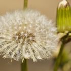 Pusteblume