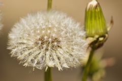 Pusteblume