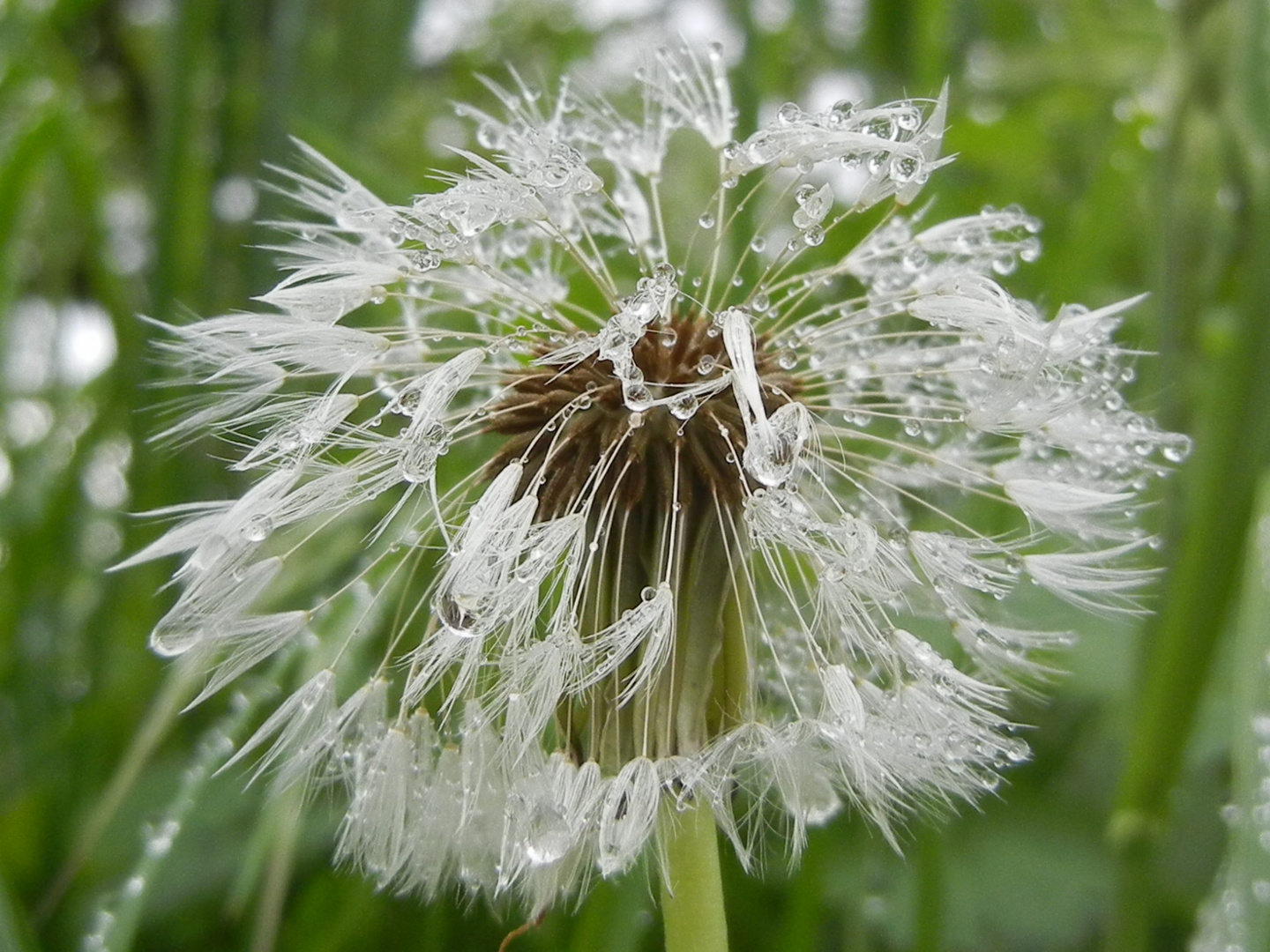 Pusteblume