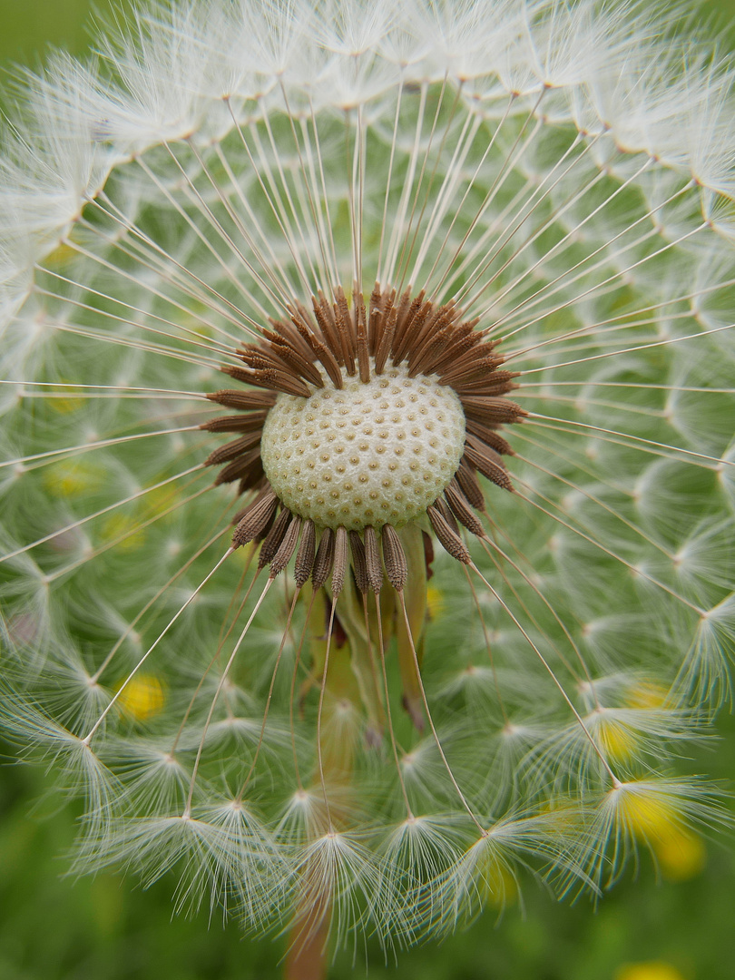 Pusteblume