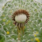 Pusteblume