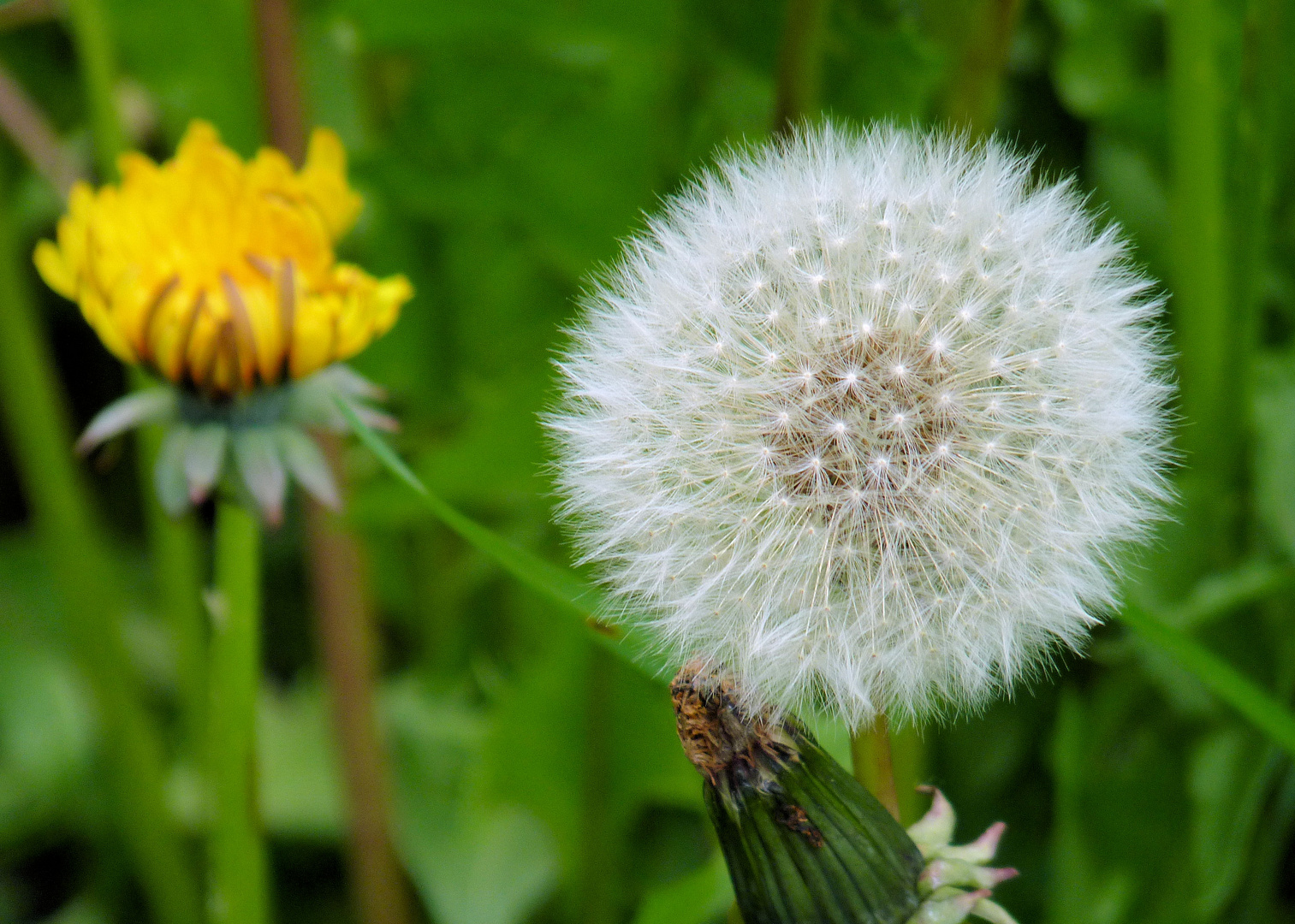 Pusteblume