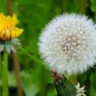 Pusteblume