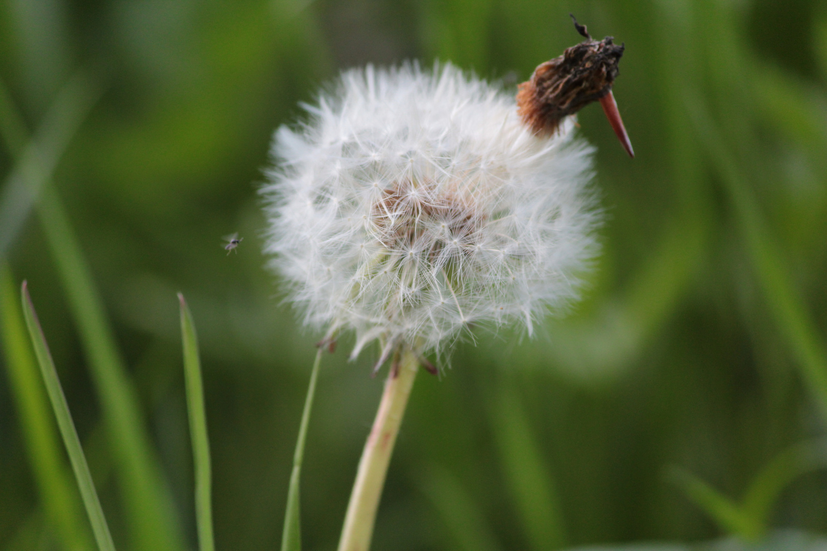 Pusteblume