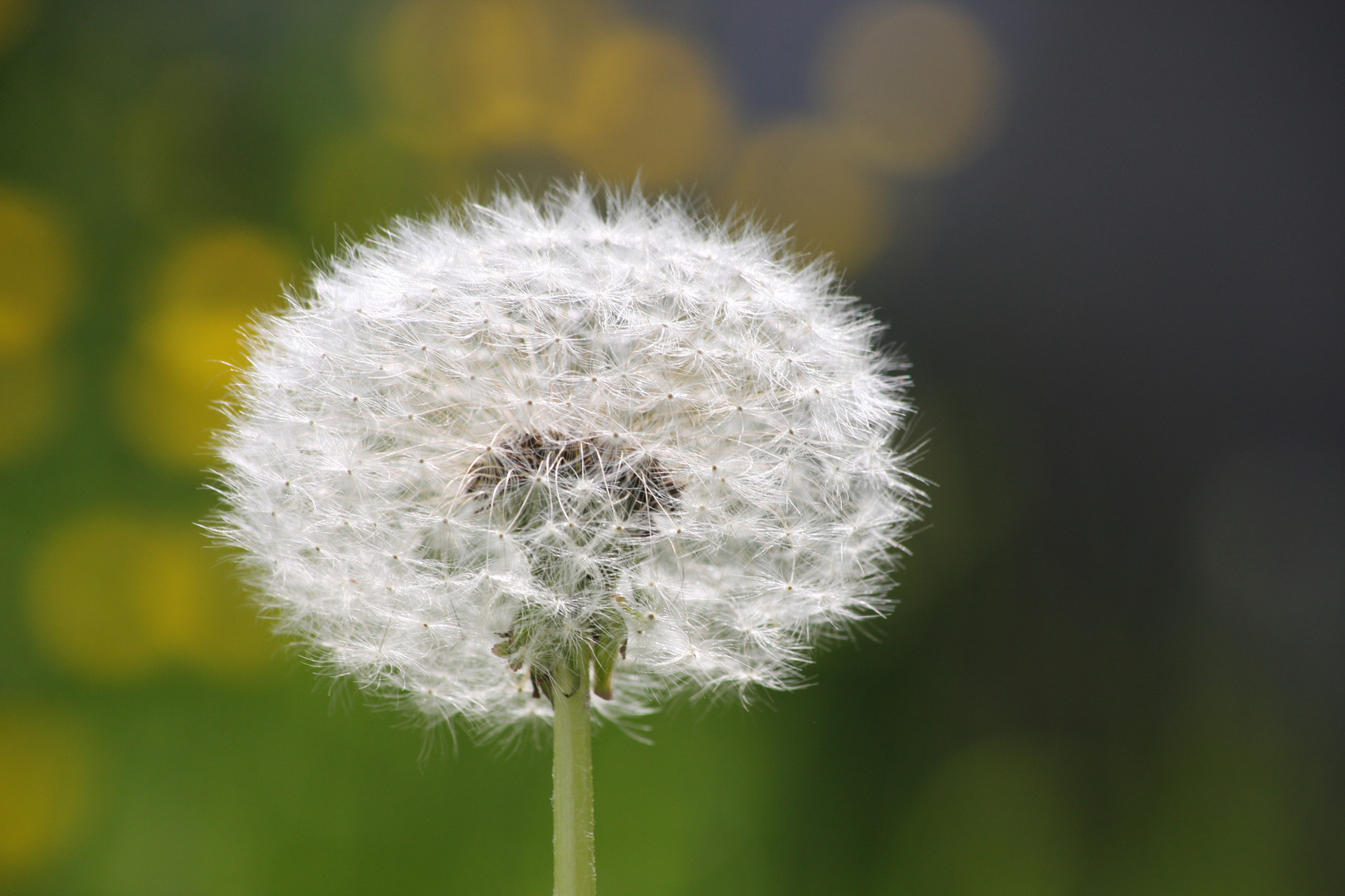  Pusteblume