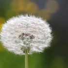  Pusteblume