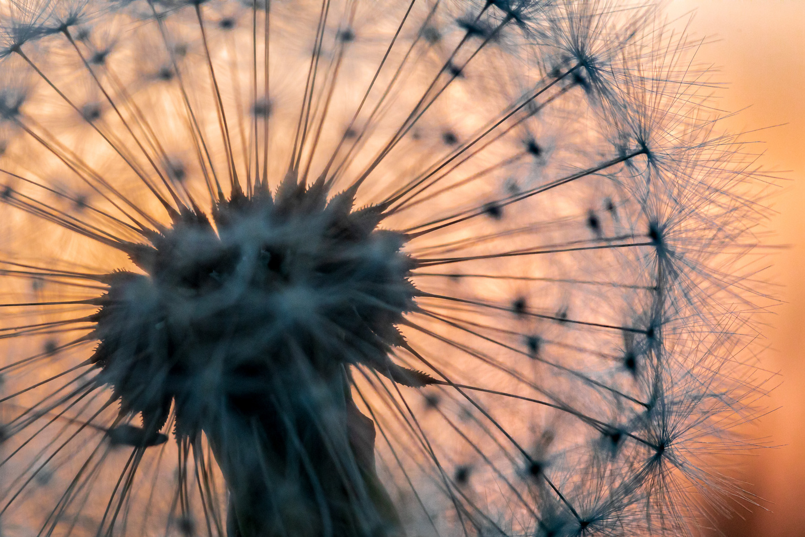 Pusteblume