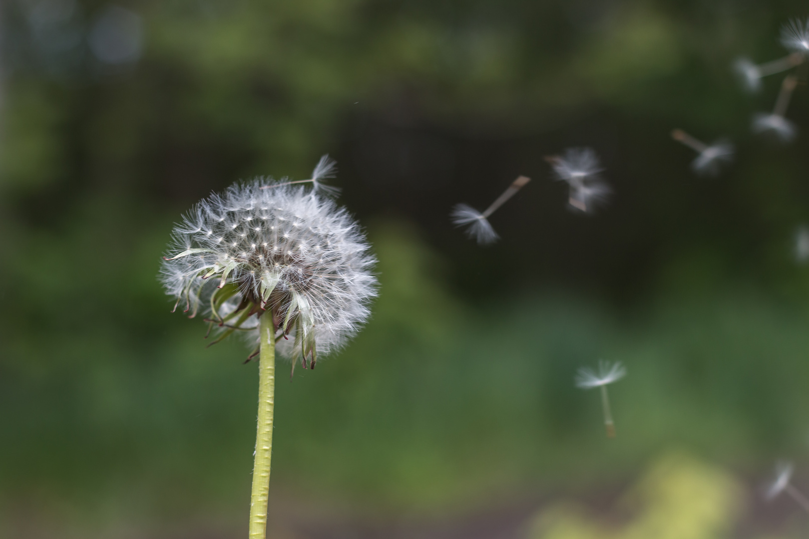 Pusteblume